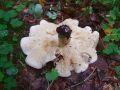 korenarka_pegasta_b_Rhodocollybia_maculata_2010_08290039.jpg