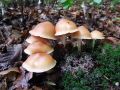 korenarka_spotegnjena_a_Rhodocollybia_maculata_var_distorta_2010_09290019.jpg