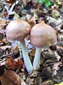 korenarka_spotegnjena_b_Rhodocollybia_maculata_var_distorta_2009_09240017.JPG