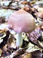 korenarka_spotegnjena_c_Rhodocollybia_maculata_var_distorta_2009_09240014.JPG
