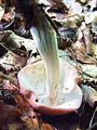korenarka_spotegnjena_d_Rhodocollybia_maculata_var_distorta_2009_09240015.JPG