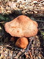 korenovec_hrastov_a_Gymnopus_fusipes_2009_09240060.JPG