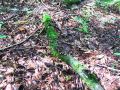 kosek_crtkani_a_Cyathus_striatus_2014_09080028a.jpg