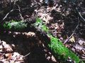 kosek_crtkani_b_Cyathus_striatus_2014_09080020a.jpg