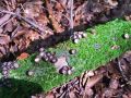 kosek_crtkani_c_Cyathus_striatus_2014_09080032a.jpg
