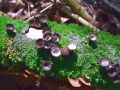 kosek_crtkani_d_Cyathus_striatus_2014_09080021a.jpg