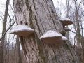 kresilka_bukova_a_Fomes_fomentarius_2010_03200020.jpg
