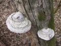 kresilka_bukova_b_Fomes_fomentarius_2010_03200019.jpg