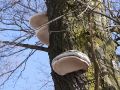 kresilka_bukova_c_Fomes_fomentarius_2010_02220002.jpg