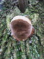 kresiloporka_hrastova_a_Fomitiporia_robusta_2009_09290013.JPG