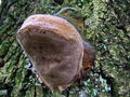 kresiloporka_hrastova_b_Fomitiporia_robusta_2009_09290015.JPG
