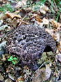 kustravec_crni_a_Strobilomyces_strobilaceus_2009_09240054.JPG