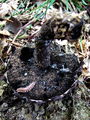 kustravec_crni_b_Strobilomyces_strobilaceus_2009_09240055.JPG