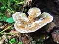 lenzovka_brezova_a_Lenzites_betulina_2009_09240073.JPG