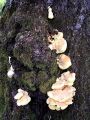 lepoluknjicar_zvepleni_a_Laetiporus_sulphureus_2011_04280001.jpg
