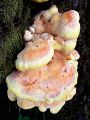 lepoluknjicar_zvepleni_b_Laetiporus_sulphureus_2011_04280003.jpg
