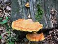 lepoluknjicar_zvepleni_c_Laetiporus_sulphureus_2014_05020019.jpg