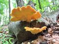 lepoluknjicar_zvepleni_d_Laetiporus_sulphureus_2014_05020020.jpg