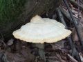 lepoluknjicar_zvepleni_e_Laetiporus_sulphureus_2010_08180012.jpg