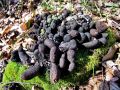 Filename=lesenjaca_kopucasta_b_Xylaria_polymorpha_2013_03220016a.jpg
Filesize=335KB
Dimensions=900x675
Date added=Oct 10, 2013 lesenjaca_kopucasta_b_Xylaria_polymorpha_2013_03220016a.jpg