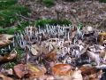 Filename=lesenjaca_vitka_a_Xylaria_hypoxylon_2010_10120014.jpg
Filesize=256KB
Dimensions=900x675
Date added=Oct 26, 2010 lesenjaca_vitka_a_Xylaria_hypoxylon_2010_10120014.jpg