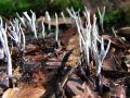 Filename=lesenjaca_vitka_b_Xylaria_hypoxylon_2010_10120015.jpg
Filesize=255KB
Dimensions=900x675
Date added=Oct 26, 2010 lesenjaca_vitka_b_Xylaria_hypoxylon_2010_10120015.jpg