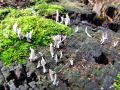 Filename=lesenjaca_vitka_d_Xylaria_hypoxylon_2012_11240004.jpg
Filesize=307KB
Dimensions=900x675
Date added=Dec 14, 2012 lesenjaca_vitka_d_Xylaria_hypoxylon_2012_11240004.jpg