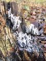 Filename=lesenjaca_vitka_e_Xylaria_hypoxylon_2012_11280024.jpg
Filesize=291KB
Dimensions=675x900
Date added=Dec 14, 2012 lesenjaca_vitka_e_Xylaria_hypoxylon_2012_11280024.jpg