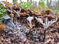 Filename=lesenjaca_vitka_f_Xylaria_hypoxylon_2012_11240040.jpg
Filesize=288KB
Dimensions=900x675
Date added=Dec 14, 2012 lesenjaca_vitka_f_Xylaria_hypoxylon_2012_11240040.jpg