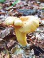 Filename=lisicka_navadna_a_Cantharellus_cibarius_var__bicolor_2012_10010027.jpg
Filesize=311KB
Dimensions=675x900
Date added=Nov 26, 2012 lisicka_navadna_a_Cantharellus_cibarius_var__bicolor_2012_10010027.jpg