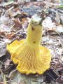 Filename=lisicka_navadna_b_Cantharellus_cibarius_var__bicolor_2012_10010028.jpg
Filesize=329KB
Dimensions=675x900
Date added=Nov 26, 2012 lisicka_navadna_b_Cantharellus_cibarius_var__bicolor_2012_10010028.jpg