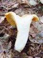 Filename=lisicka_navadna_c_Cantharellus_cibarius_var__bicolor_2012_10010029.jpg
Filesize=279KB
Dimensions=675x900
Date added=Nov 26, 2012 lisicka_navadna_c_Cantharellus_cibarius_var__bicolor_2012_10010029.jpg