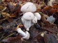 Filename=livka_poprhnjena_a_Clitocybe_nebularis_2012_11030027.jpg
Filesize=204KB
Dimensions=900x675
Date added=Nov 27, 2012 livka_poprhnjena_a_Clitocybe_nebularis_2012_11030027.jpg