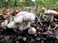 Filename=livka_poprhnjena_b_Clitocybe_nebularis_2012_11060017.jpg
Filesize=232KB
Dimensions=900x675
Date added=Nov 27, 2012 livka_poprhnjena_b_Clitocybe_nebularis_2012_11060017.jpg