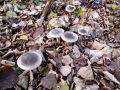 Filename=livka_poprhnjena_c_Clitocybe_nebularis_2012_11030078.jpg
Filesize=331KB
Dimensions=900x675
Date added=Nov 27, 2012 livka_poprhnjena_c_Clitocybe_nebularis_2012_11030078.jpg
