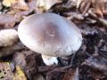Filename=livka_poprhnjena_d_Clitocybe_nebularis_2012_11030075.jpg
Filesize=222KB
Dimensions=900x675
Date added=Nov 27, 2012 livka_poprhnjena_d_Clitocybe_nebularis_2012_11030075.jpg