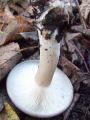 Filename=livka_poprhnjena_e_Clitocybe_nebularis_2012_11030076.jpg
Filesize=211KB
Dimensions=675x900
Date added=Nov 27, 2012 livka_poprhnjena_e_Clitocybe_nebularis_2012_11030076.jpg