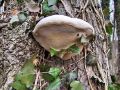 luknjac_jelsev_a_Inonotus_radiatus_2010_03200007a.jpg