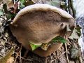 luknjac_jelsev_b_Inonotus_radiatus_2010_03200015a.jpg