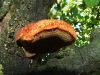 luknjac_srsati_c_Inonotus_hispidus_2014_08170050.JPG