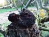 luknjac_srsati_d_Inonotus_hispidus_2014_11010025.JPG