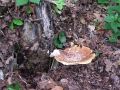luknjicar_luskati_a_Polyporus_squamosus_2010_05200009.jpg