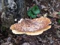 luknjicar_luskati_b_Polyporus_squamosus_2010_05200006.jpg