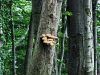 Filename=luknjicar_luskati_c_Polyporus_squamosus_2014_08020020.jpg
Filesize=547KB
Dimensions=900x675
Date added=Jan 02, 2016 luknjicar_luskati_c_Polyporus_squamosus_2014_08020020.jpg