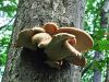 Filename=luknjicar_luskati_e_Polyporus_squamosus_2014_08020017.jpg
Filesize=509KB
Dimensions=900x675
Date added=Jan 02, 2016 luknjicar_luskati_e_Polyporus_squamosus_2014_08020017.jpg