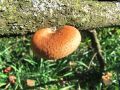 luknjicar_satjasti_a_Polyporus_alveolaris_2012_10220064.jpg