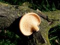 luknjicar_satjasti_b_Polyporus_alveolaris_2012_10220065.jpg