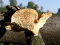 luknjicar_satjasti_d_Polyporus_alveolaris_2012_10230007.jpg