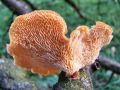 luknjicar_satjasti_e_Polyporus_alveolaris_2012_11080030.jpg