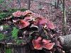 luknjicar_smolasti_a_Polyporus_badius_2013_09140001.JPG